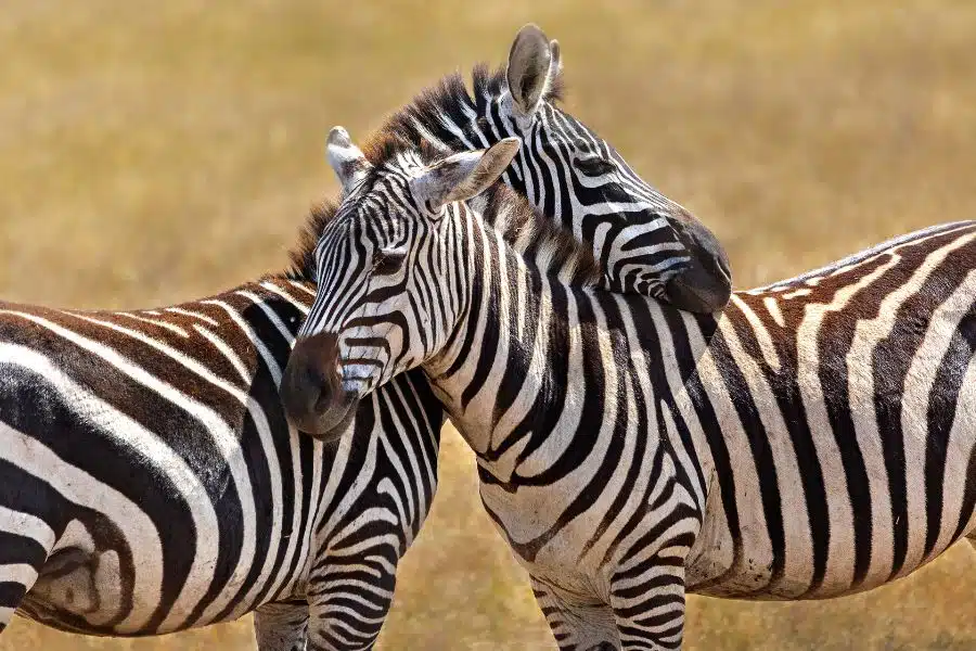 Best Tanzania safari parks