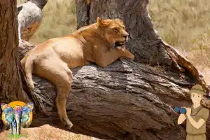 Top 10 Best Tanzania Safari Parks