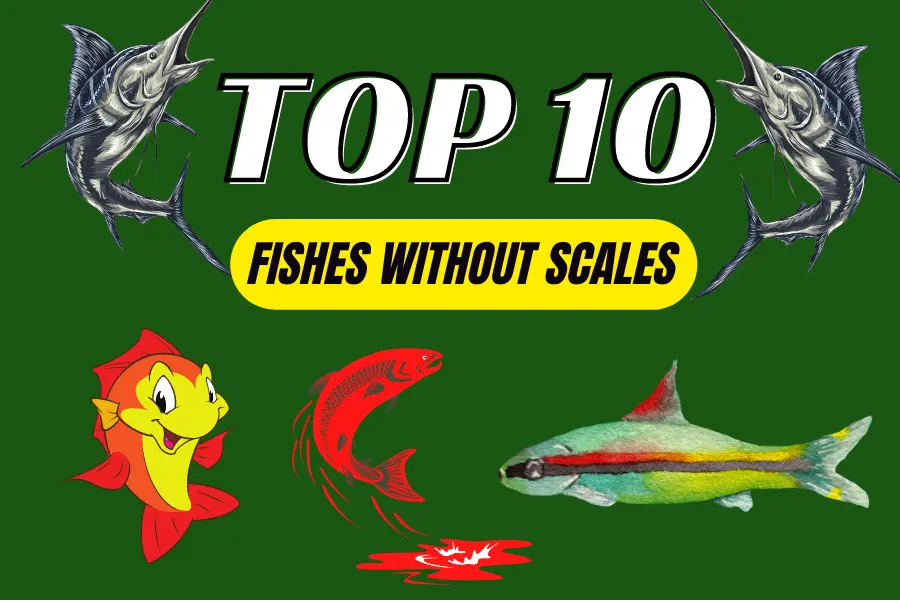 Top 10 Fishes without Scales