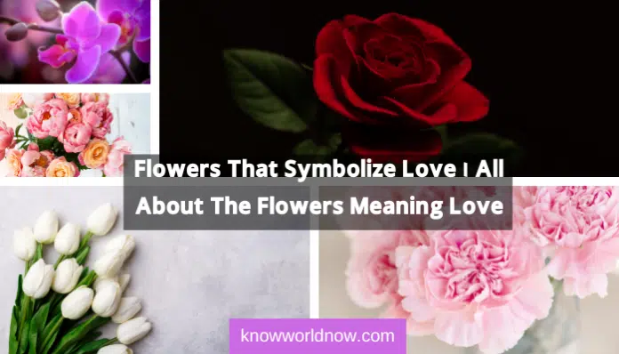 Flowers That Symbolize Love | All About The Flowers Meaning Love