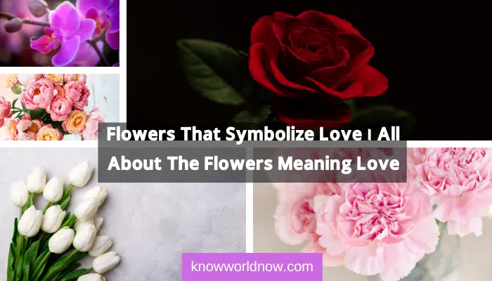 Flowers That Symbolize Love | All About The Flowers Meaning Love