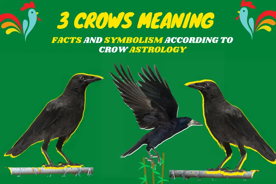 3 Crows Meaning Facts And Symbolism According to Crow Astrology