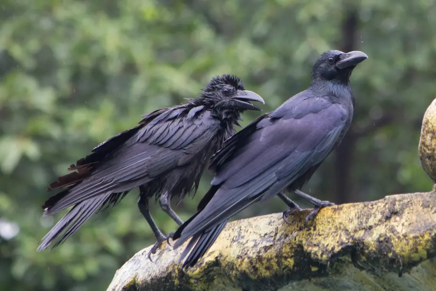 A brief description of the crow species