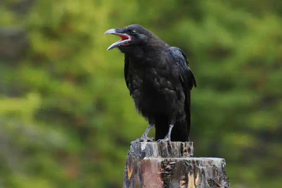 Crow spirit animal