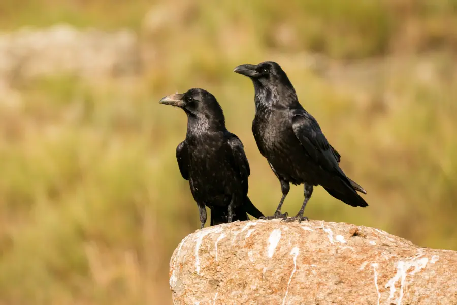 Crow as a spirit animal [spiritual meaning of 3 crows]