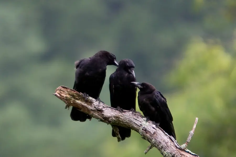 know about 3 crows meaning