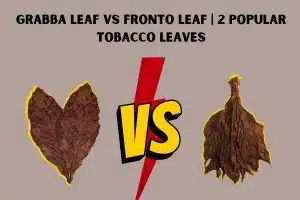 Grabba leaf VS Fronto Leaf _ 2 Popular Tobacco Leaves