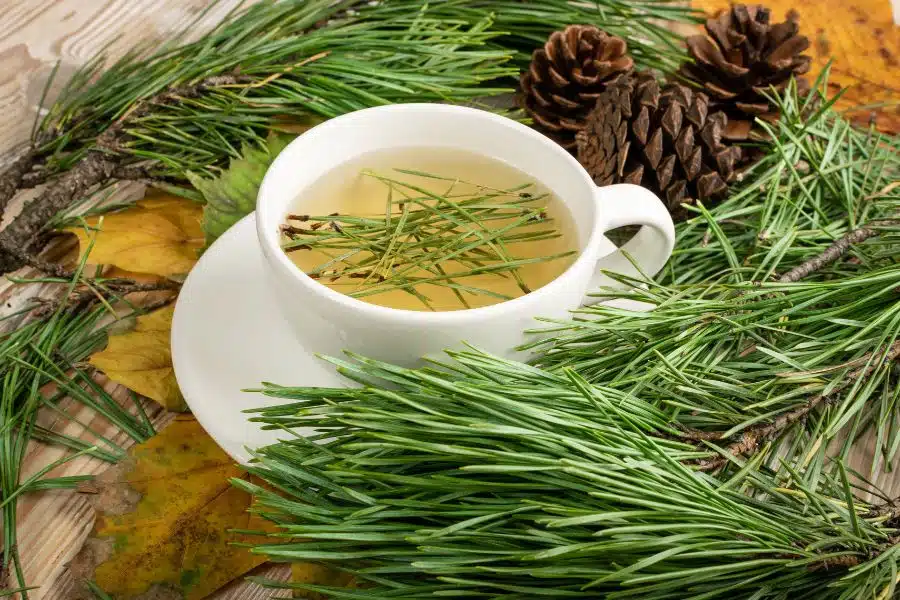 The Benefits of Pine Needle Tea
