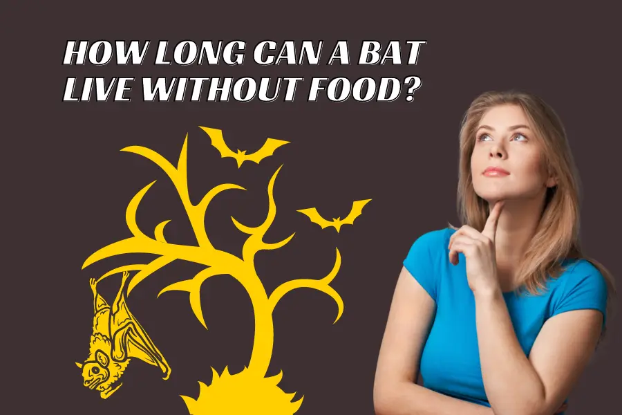 How Long Can A Bat Live Without Food