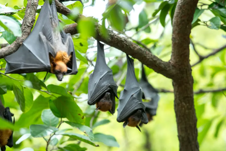 Where does a bat survive
