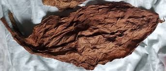 What's The Difference Between Grabba and Fronto? – Dragon Fronto Leaf