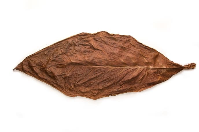 Grabba leaf vs Fronto Leaf | What are the differences? (Complete Guide)