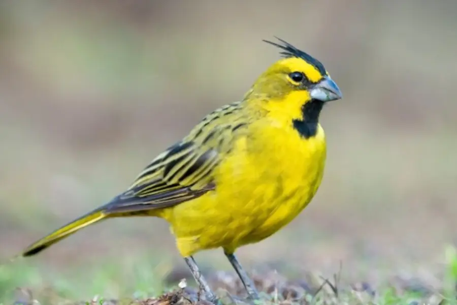 12 Yellow Cardinal Spiritual Meaning