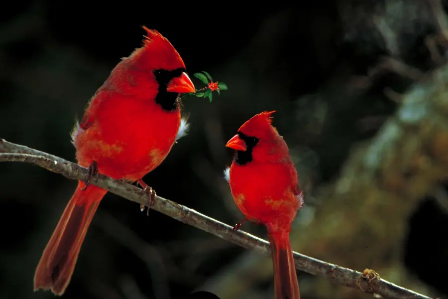 Cardinal Birdsong