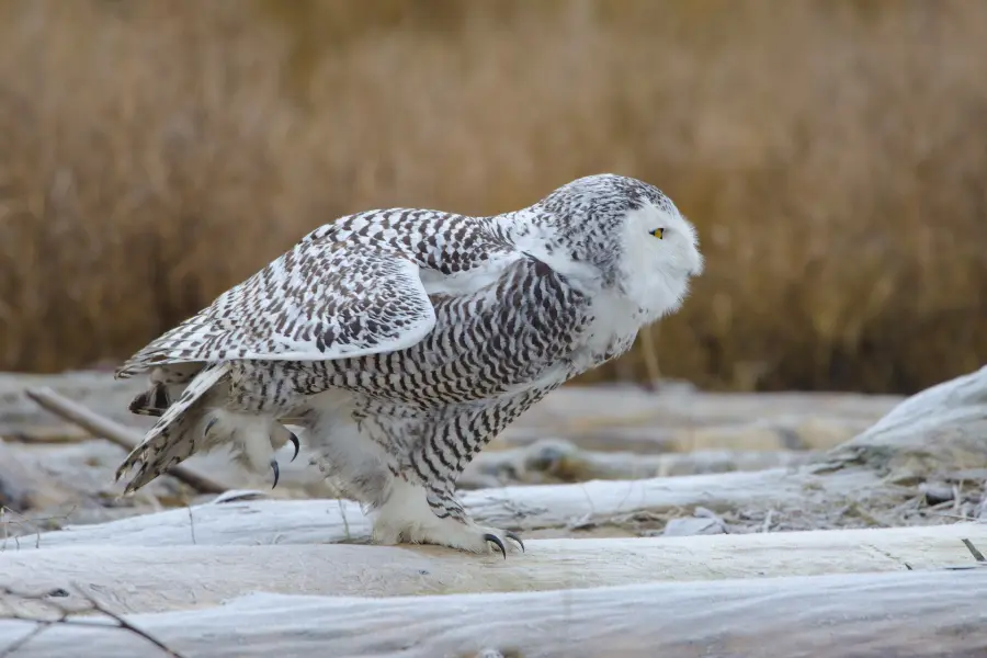 Do Owls Hibernate or Migrate in Winter