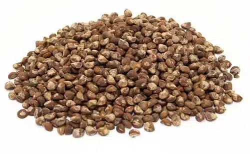 Hawaiian Baby Woodrose Seeds: Benefits- Side Effects and Best Uses [In-Depth]
