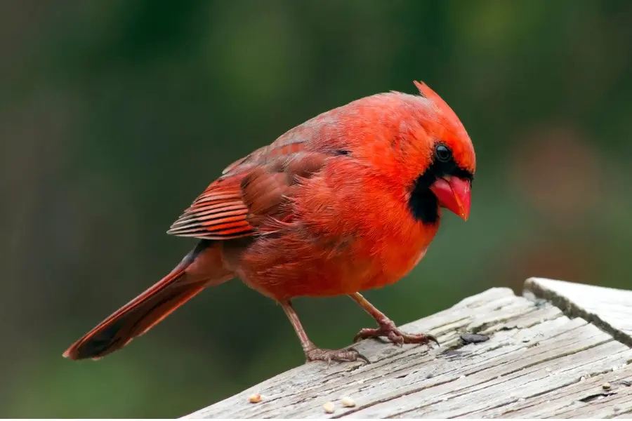 What Does Cardinal Birdsong Sound Like