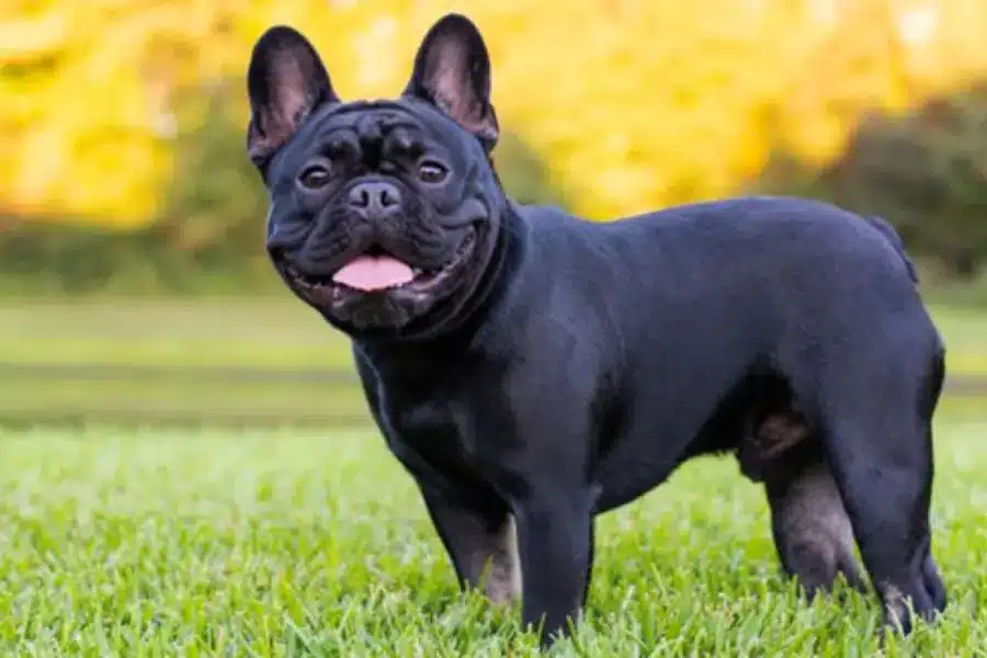 A Guide to French Bulldog Stud Service