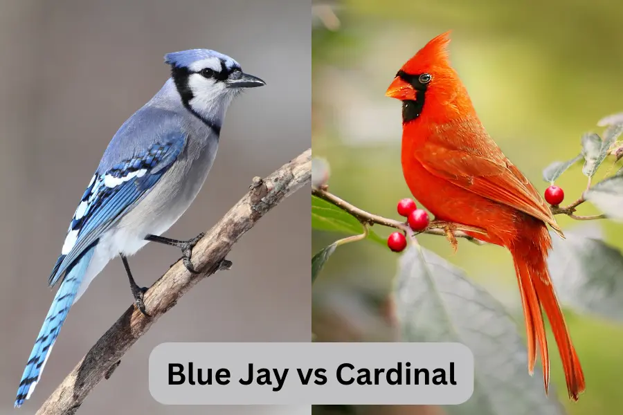 Blue Jay vs Cardinal