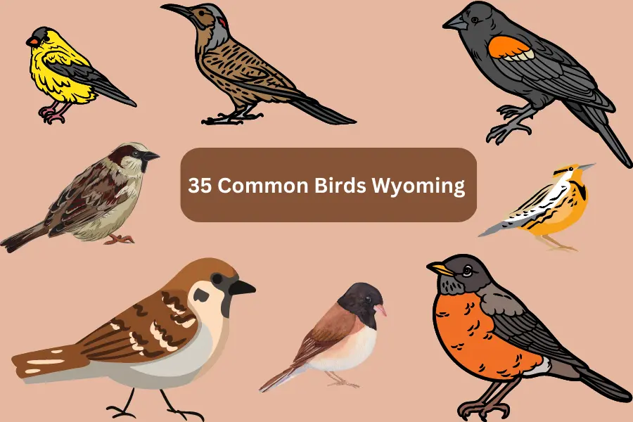 Common Birds Wyoming 