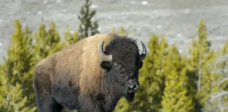Exploring How Native Americans Rely on the Bison
