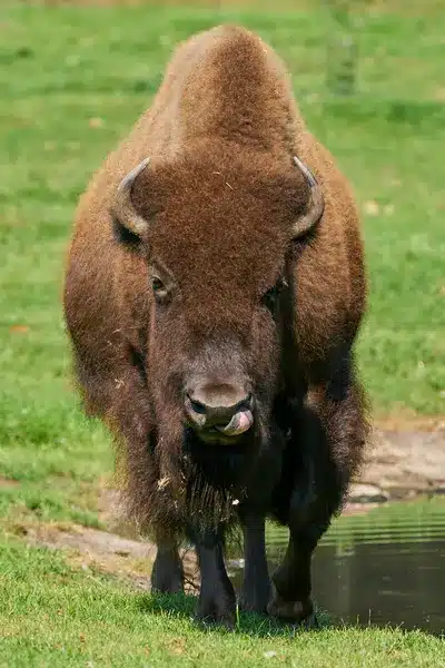 Native American Bison Uses
