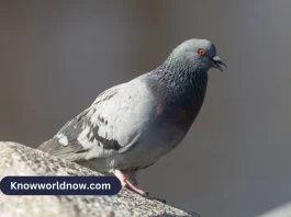 Gray Pigeon Spiritual Meaning