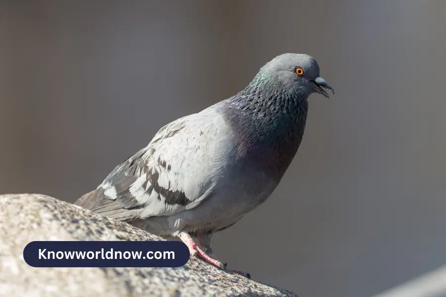 Gray Pigeon Spiritual Meaning
