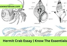 Hermit Crab Essay | Know The Essentials