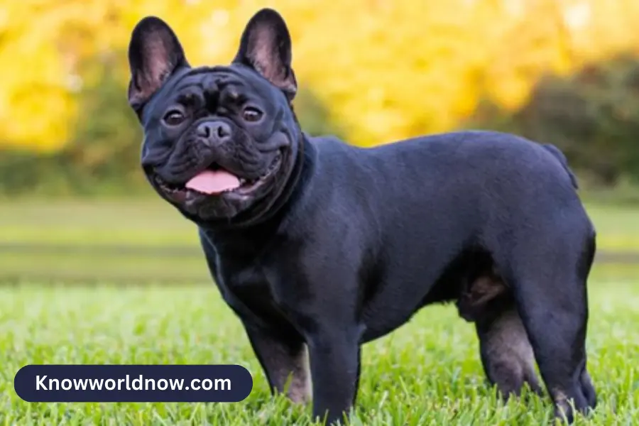 How to Market and Sell French Bulldog Sperm