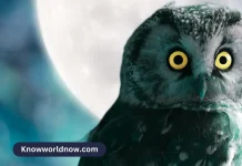 Seeing An Owl at Night Spiritual Meaning