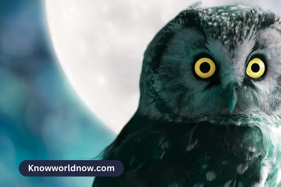 Seeing An Owl at Night Spiritual Meaning