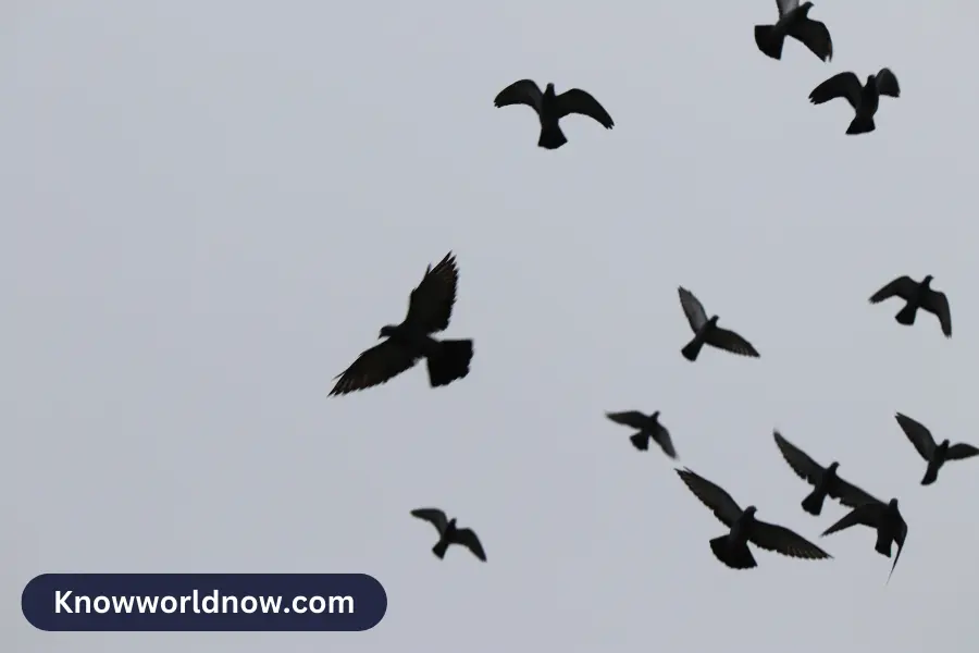 Spiritual Meaning of Flock of Black Birds 