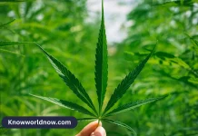 The Best CBD for Sale