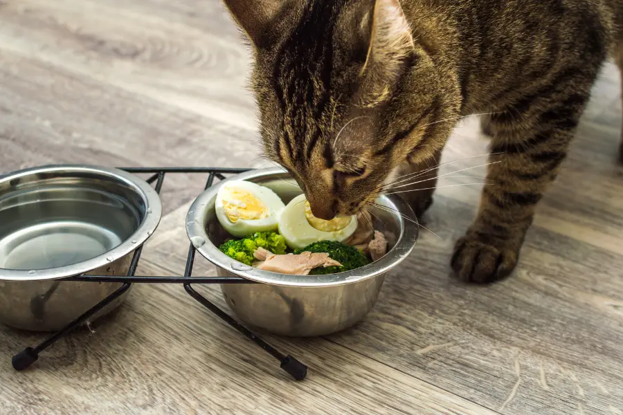 How to Safely Introduce Chicken Broth to Your Cat's Diet