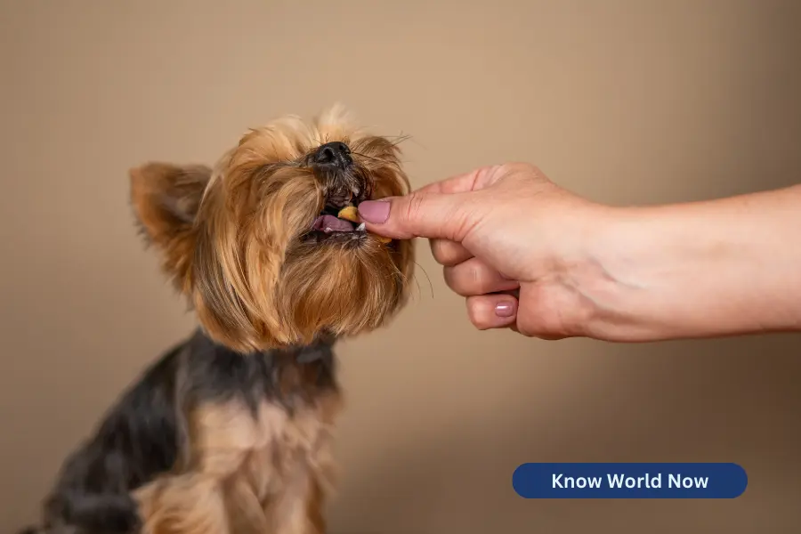 How to Introduce Your Puppy to CBD Treats