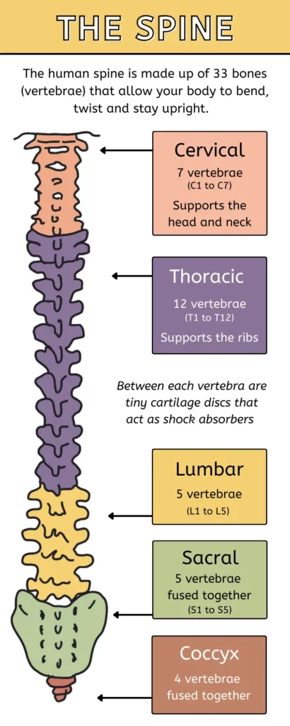 Human Spine Structure