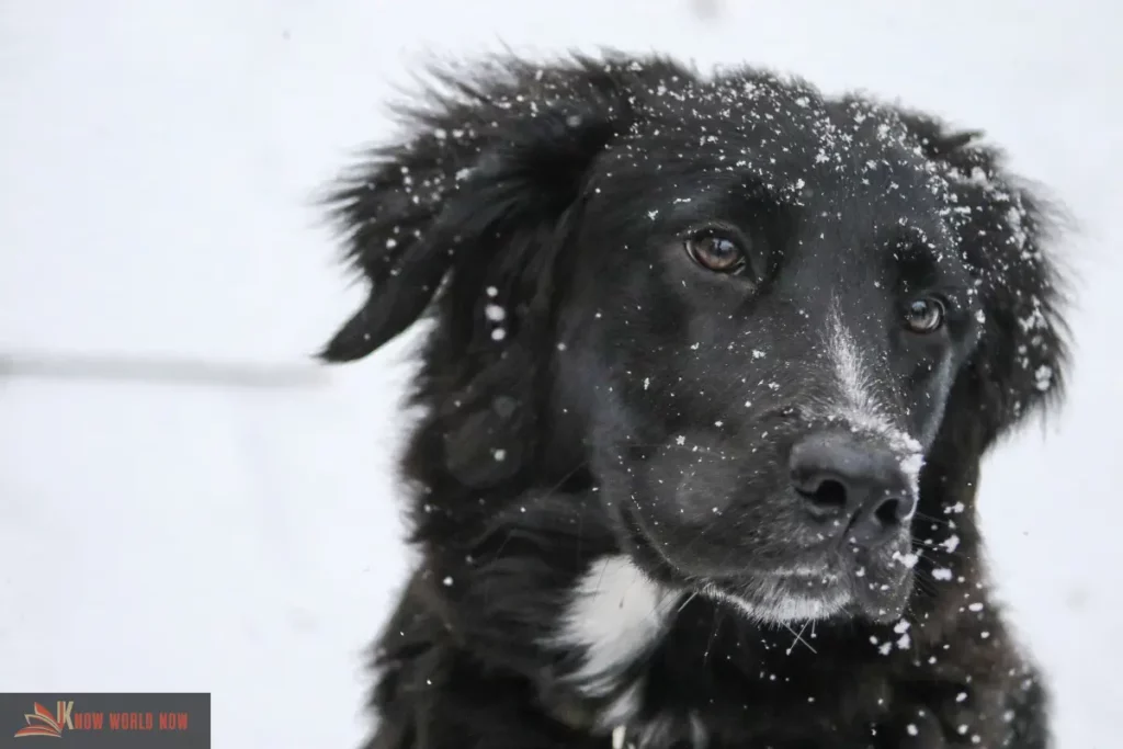 Keep Your Pup Safe This Winter