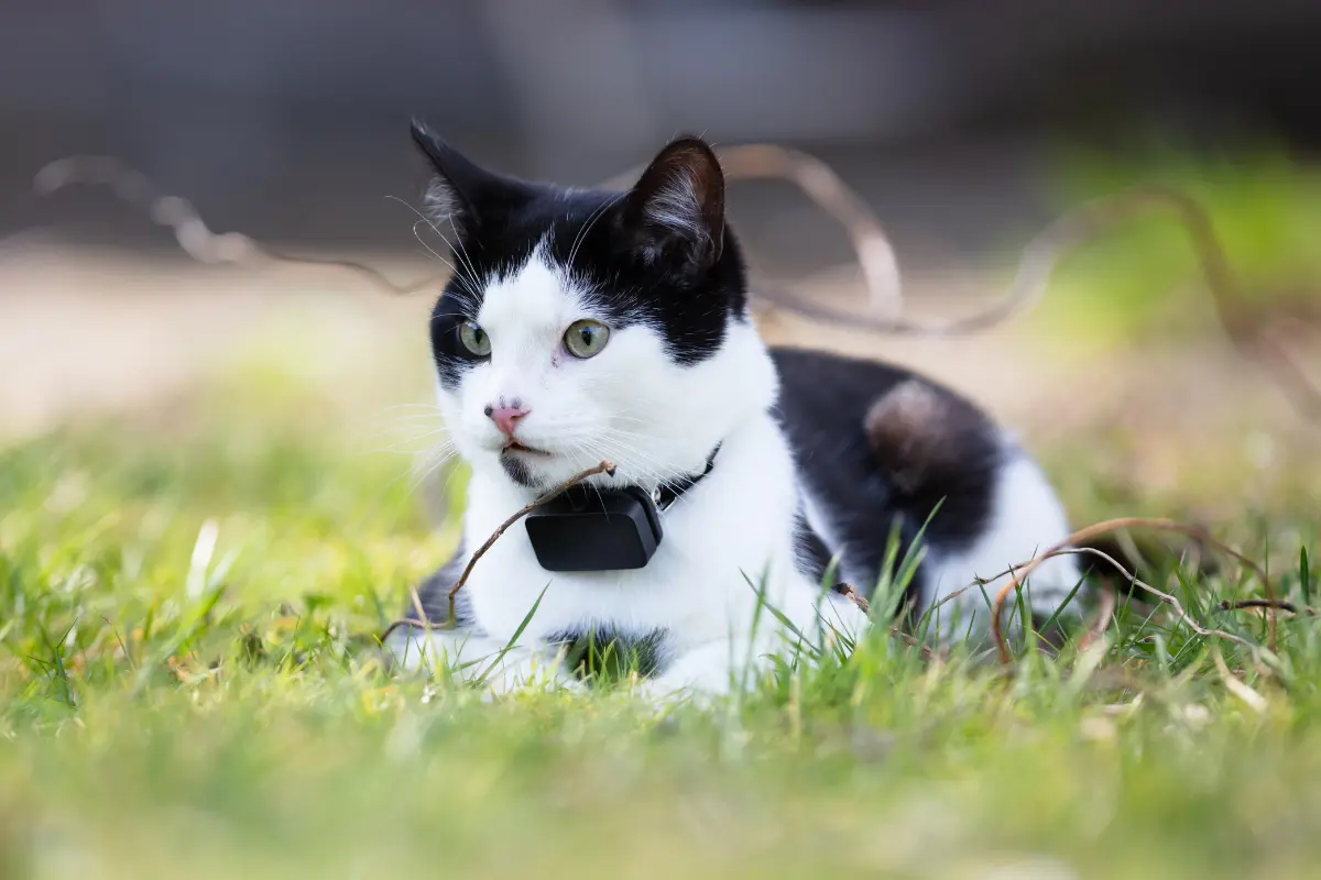 Best GPS Trackers for Cats