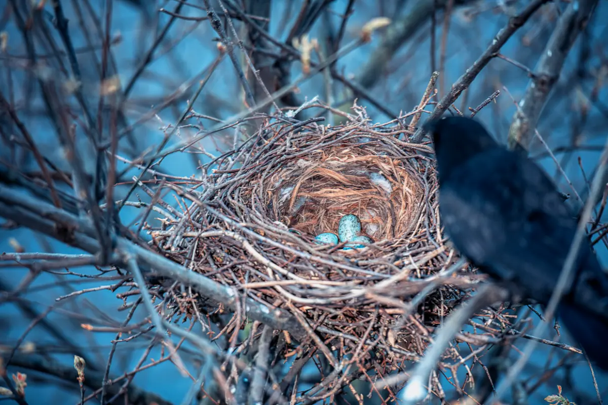 What Crow Eggs Look Like