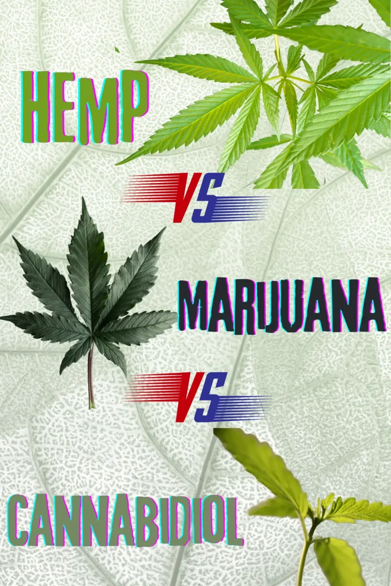 Difference Between Hemp, Marijuana, And Cannabidiol