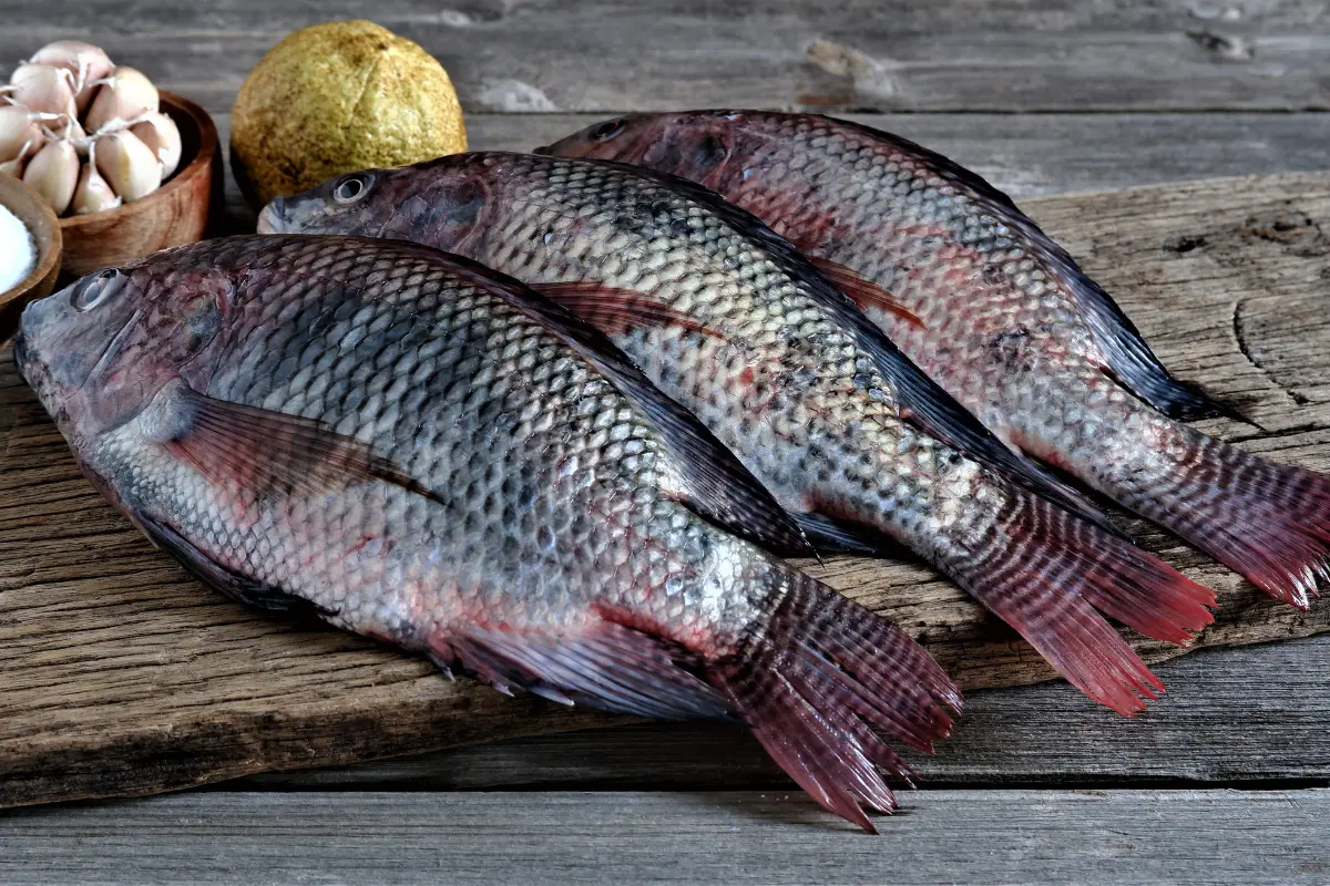 Importance of Scales for Tilapia