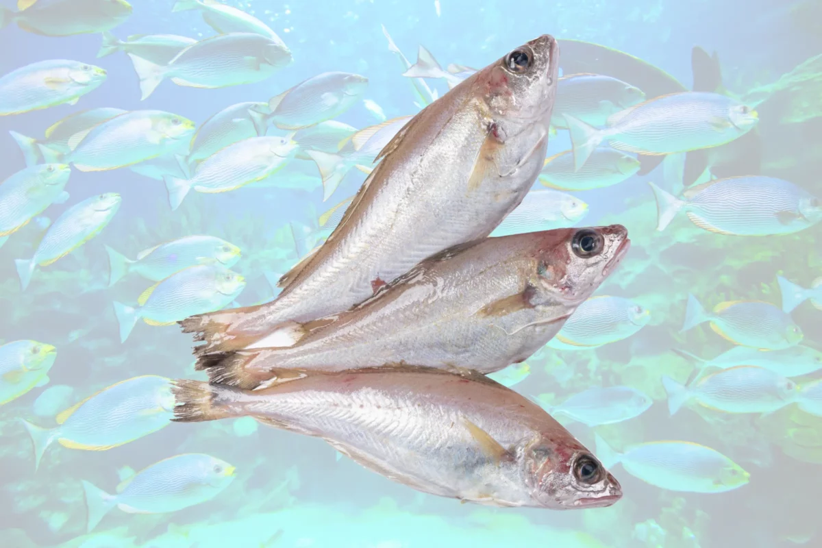 does whiting fish have scales