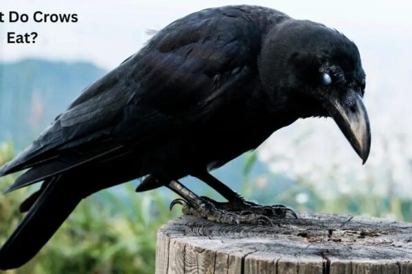 What Do Crows Eat? Complete Crow Diet & Feeding Guide