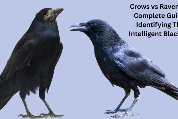 Crows vs Ravens: How to Tell the Difference (ID Guide)