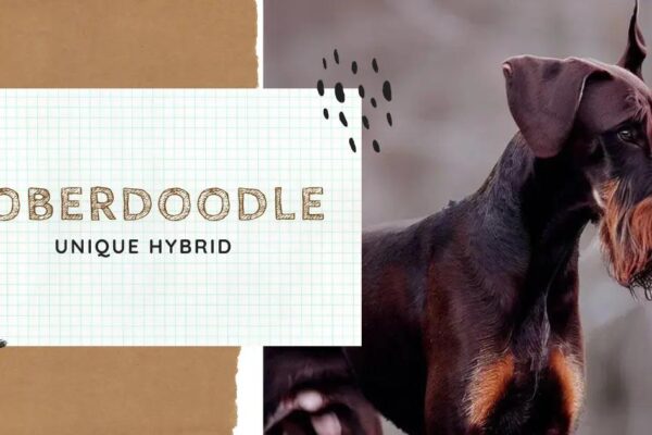 Doberdoodle: Doberman Poodle Mix Traits & Care Guide