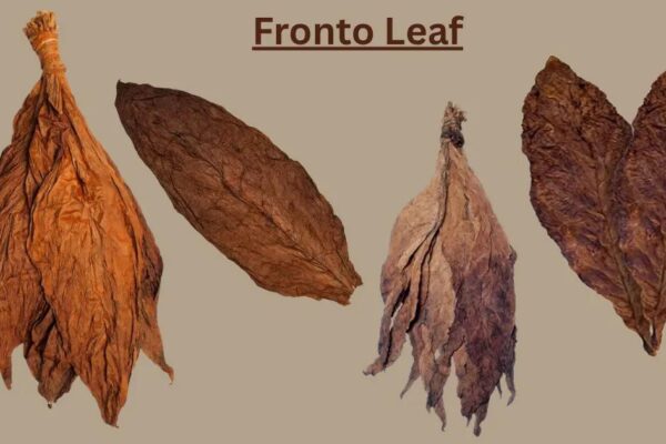 Fronto Leaf Guide: What It Is, How to Use It & Where to Buy