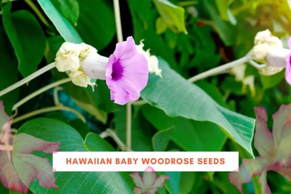 Hawaiian Baby Woodrose Seeds: Effects, Legality & Safety